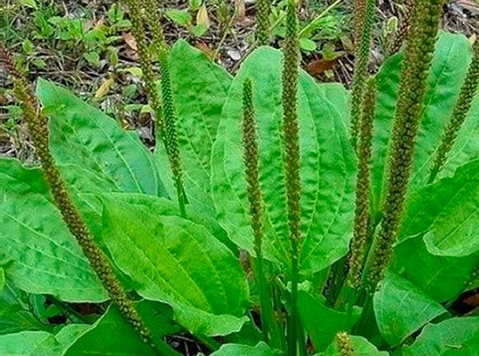 PLANTAGO O LLANTEN